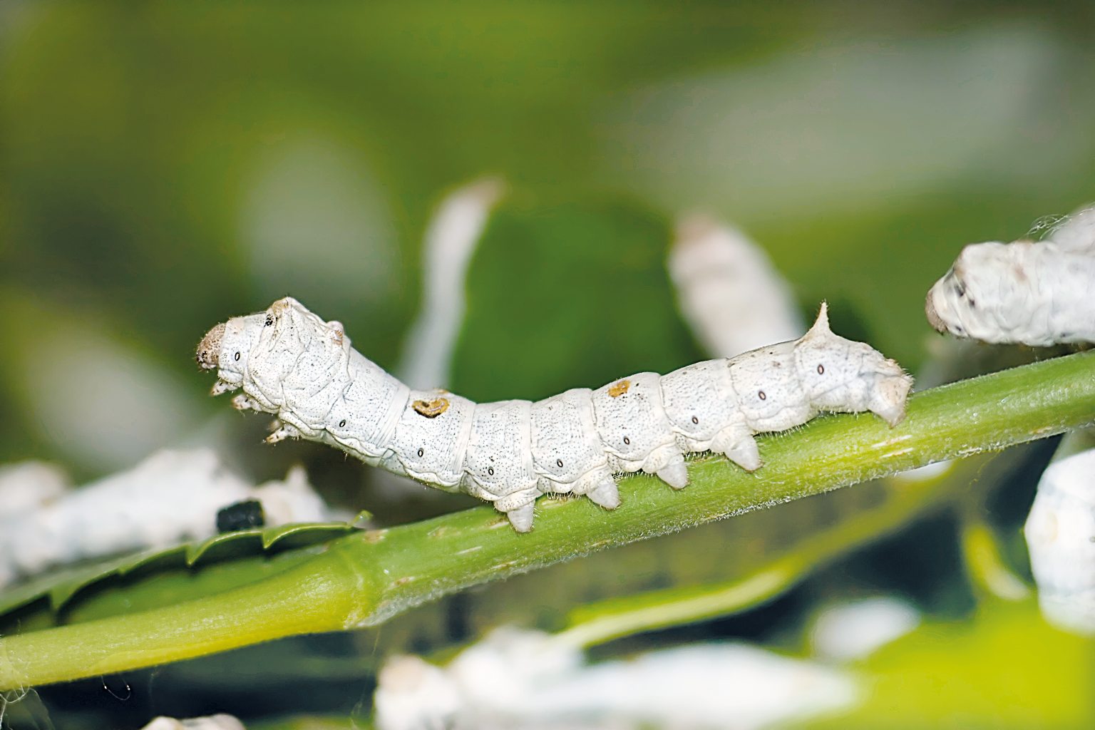 Weiß, segmentiert, strukturiert, minimalistisch. Faszinierende Details. Bio-Design inspiriert.
