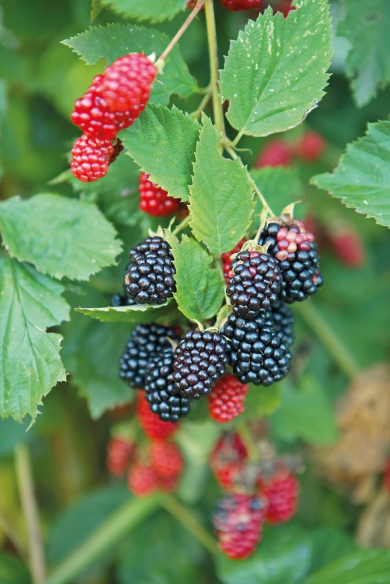 Lebendige Farben in Rot und Schwarz. Naturmuster, handgemacht von der Natur. Frisch, lebendig, reichhaltig.